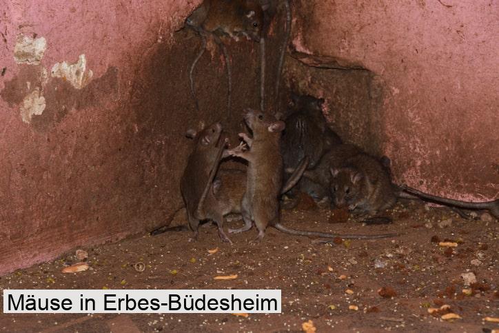 Mäuse in Erbes-Büdesheim